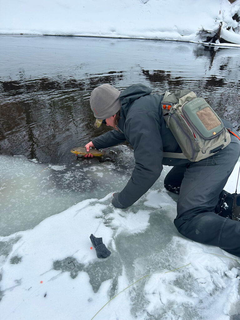 Releasing Brown Trout