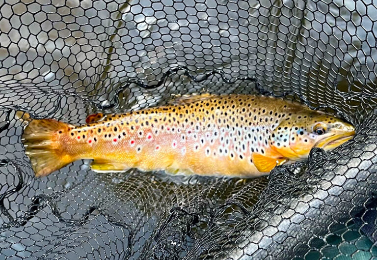 Brown Trout