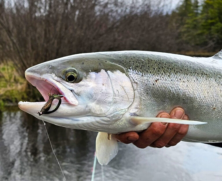 Chrome Steelhead