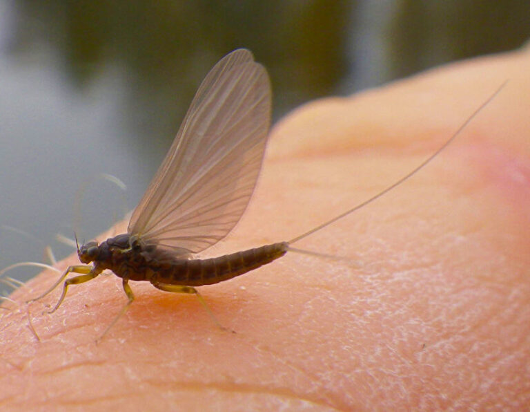 (BWO) Blue Winged Olive