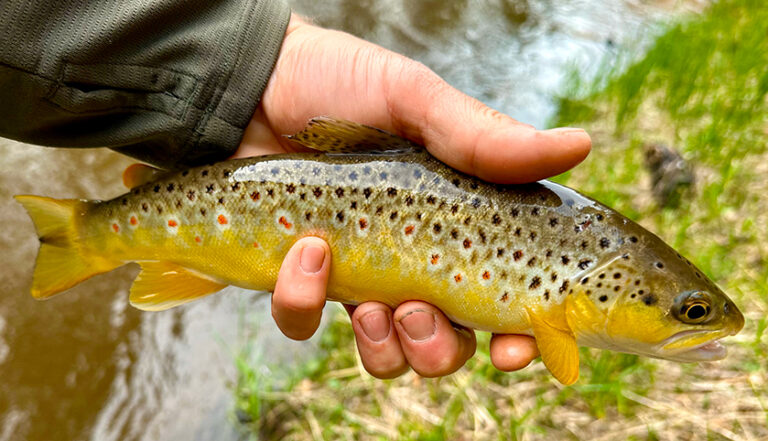 Small Brown Trout